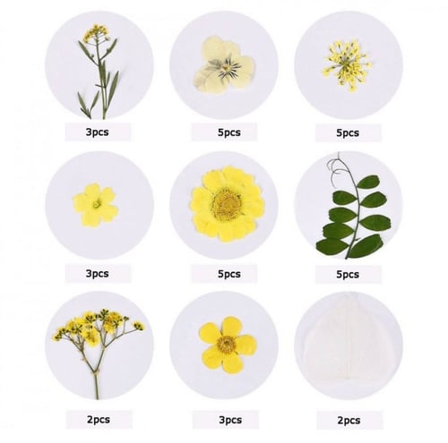 ورد مجفف متوفر عده الوان