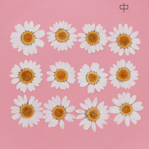 ورد مجفف ابيض