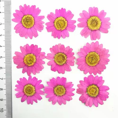 ورد مجفف فوشي