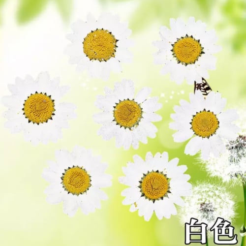 ورد مجفف ابيض