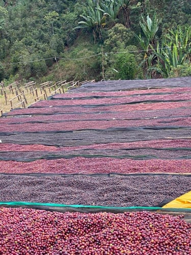 اثيوبيا هامبيلا | 250G Shovel |Hambella