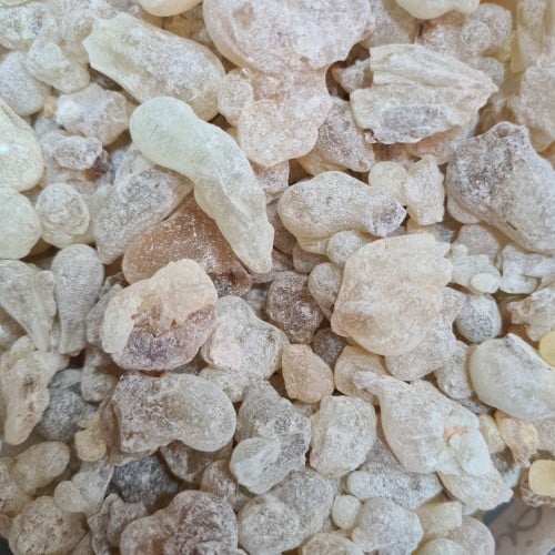 اللبان العماني الأخضر نخب أول