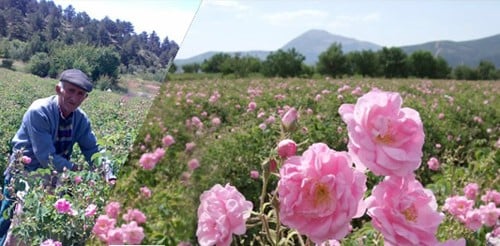 دهن الورد اسبارتي { طبيعي }