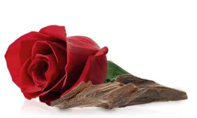 الورد الطائفي بالعود