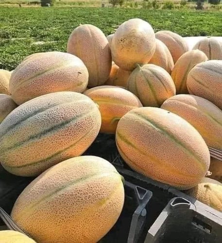 بذور شمام منجاوي جنة - Janna Melon Seeds