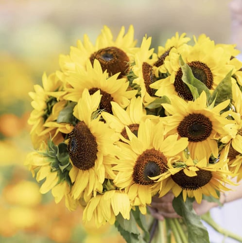 بذور دوار الشمس هنري برية - Sunflower Henry Wilde...