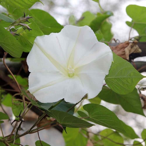 بذور زهرة القمر - MOONFLOWER TALL NIGHT FLOWERING...