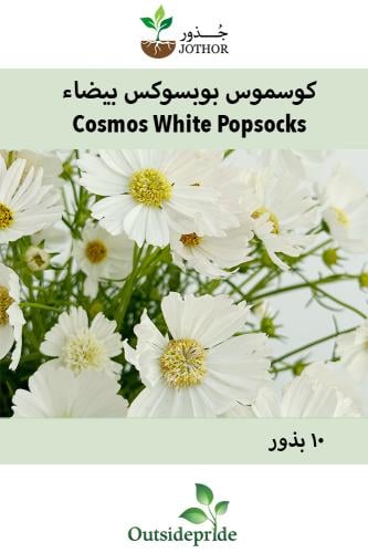 بذور كوسموس بوب سوكس بيضاء - Cosmos Bipinnatus Whi...