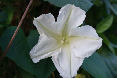 بذور زهرة القمر - Moonflower Seeds