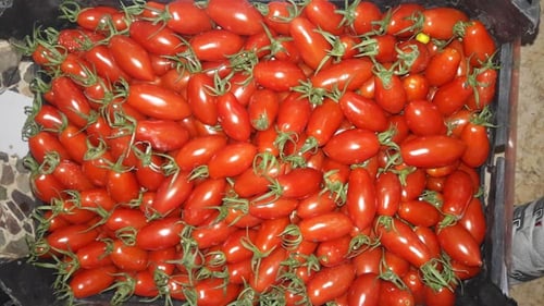 بذور بندورة بلحية - Plume Tomato Seeds