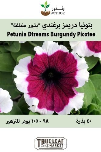 بذور بتونيا دريمز برغندي - Dreams Series Burgundy...