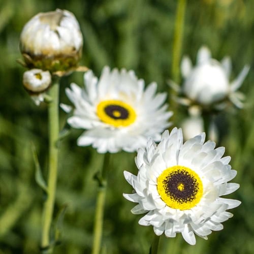 بذور بيروت بيضاء -Pierrot White Helipterum Seeds
