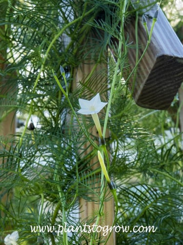 بذور متسلقة كاردينال بيضاء - White Cardinal Climbe...