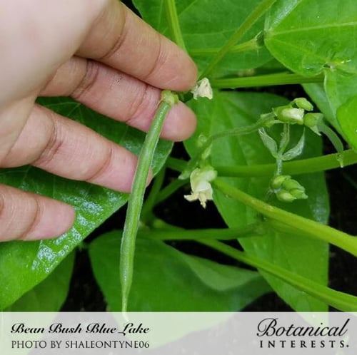 بذور فاصوليا البحيرة الزرقاء قزمية - Bean Bush Blu...