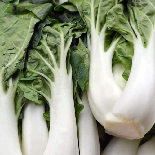 بذور باك شوي - White Stem Pak Choi Cabbage Seeds
