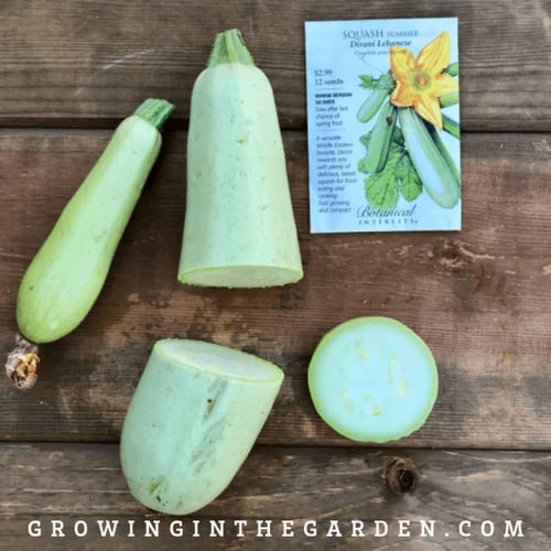 بذور كوسا ديراني الفاتحة - Dirani Summer Squash Se...