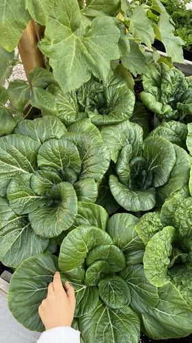 بذور باك شوي - White Stem Pak Choi Cabbage Seeds