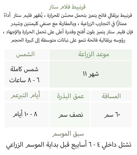 بذور قرنبيط فلام ستار - Flam Star Cauliflower