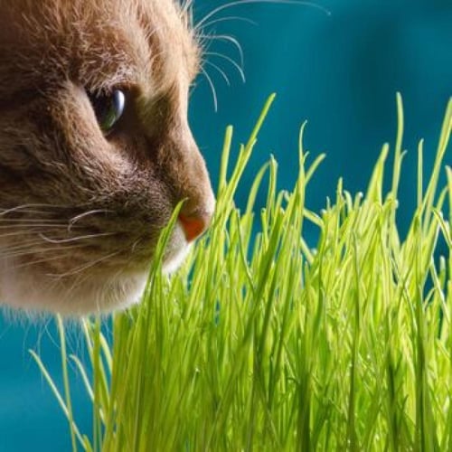 بذور عشبة القط المنوعة - Cat Grass Blend Seeds