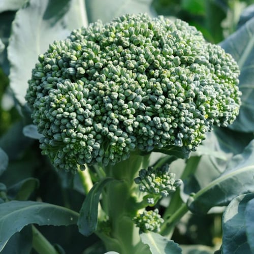 بذور بروكلي دي سيكو - Broccoli Di Cicco Seed