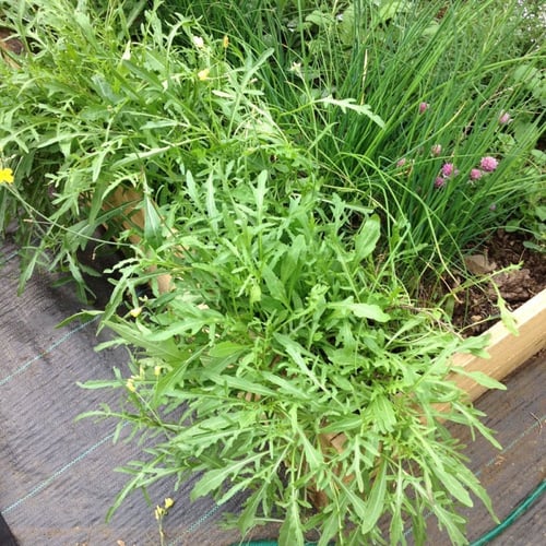 بذور جرجير بري - Wild Rocket Seeds