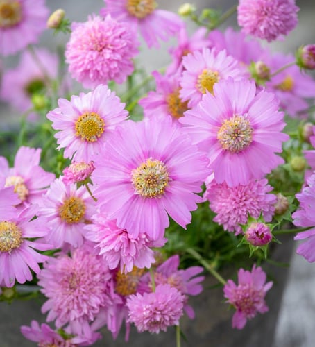 بذور كوسموس بوبسوكس - Cosmos Bipinnatus Pink Popso...