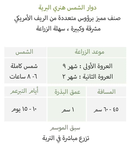 بذور دوار الشمس هنري برية - Sunflower Henry Wilde...