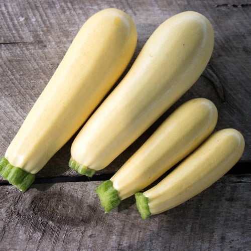بذور كوسا شيفون - Chiffon Zucchini Seeds