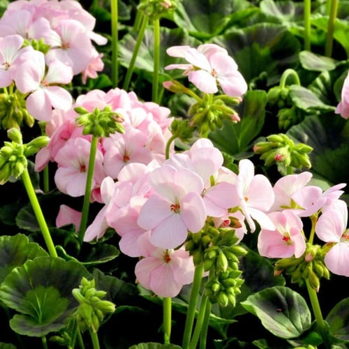 بذور جيرانيوم زهر التفاح - Appleblossom Geranium S...