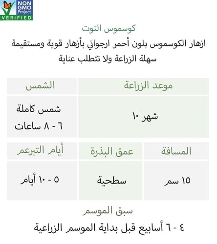 بذور كوسموس التوت - Versailles Tetra Red Cosmos Se...