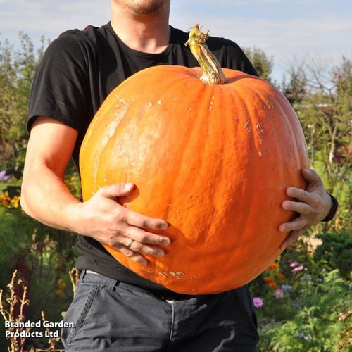 بذور يقطين العملاق - Pumpkin Seeds - Big Max