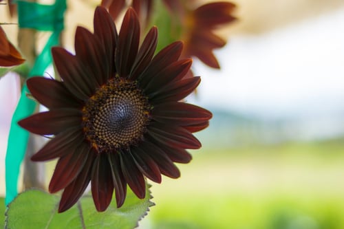 بذور دوار الشمس الشوكولاتة - Chocolate Sunflower S...