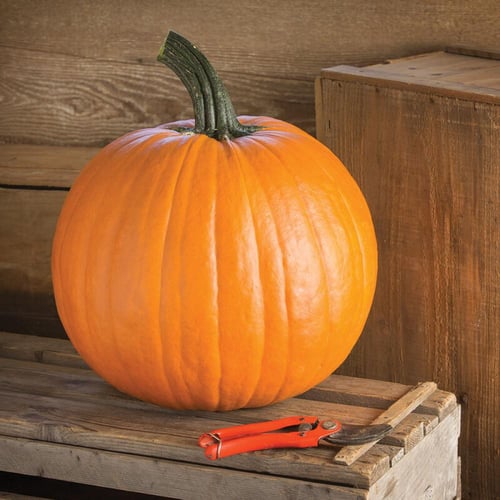 بذور يقطين رينيقيد - Renegade PMR (F1) Pumpkin See...