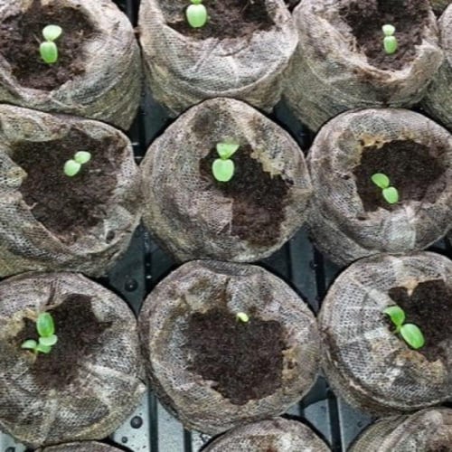 قرص تربة زراعي ( جي في ) 10 حبات - Jiffy Soil Pell...