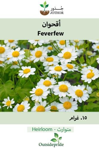 بذور اقحوان -