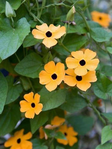 بذور عيون سوزان - Black-Eyed Susan Vine Seeds