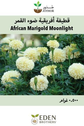 بذور قطيفة افريقية ضوء القمر - Moonlight African M...
