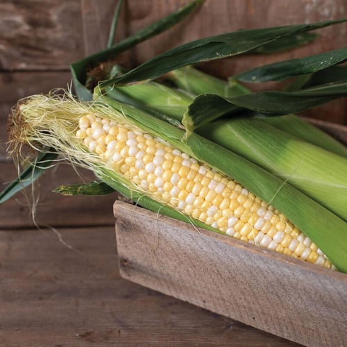 بذور ذرة لاتيه -