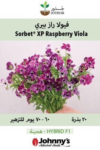 بذور فيولا راز بيري - Sorbet® XP Raspberry (F1) Vi...