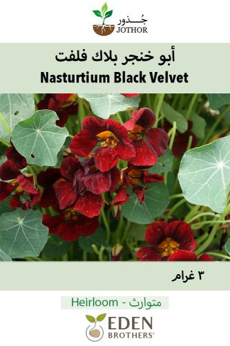 بذور ابو خنجر بلاك فلفت - Nasturtium Black Velvet...