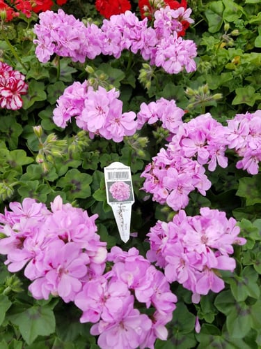 بذور جيرانيوم لافندر - Lavender Geranium Seeds