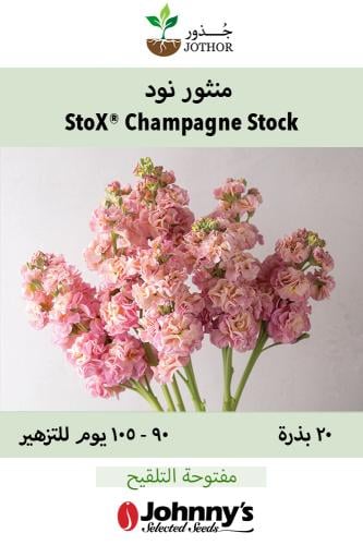 بذور منثور نود - StoX® Champagne Stock Seed