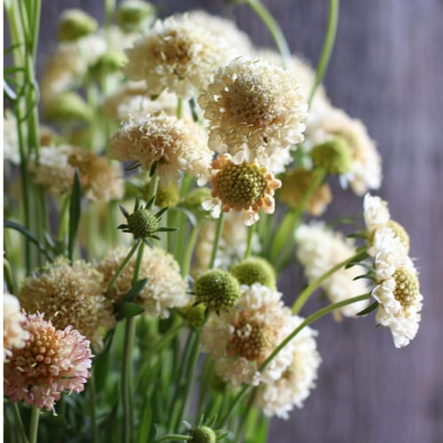 بذور سكابيوسا الخوخ - Fata Morgana Scabiosa Seeds