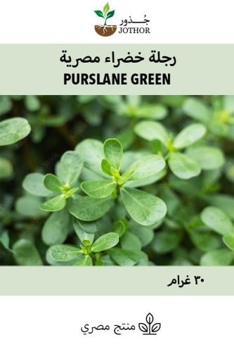 بذور رجلة مصرية - purslane green seeds