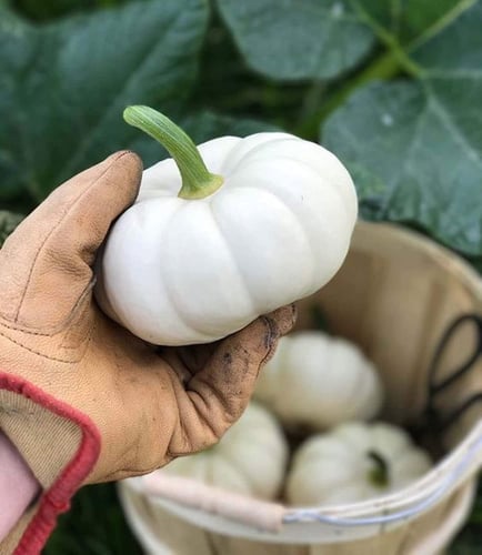 بذور يقطين كاسبريتا - Casperita (F1) Pumpkin Seeds