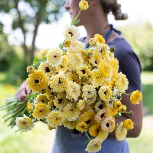 أذريون اميرة العاج - Ivory Princess Calendula