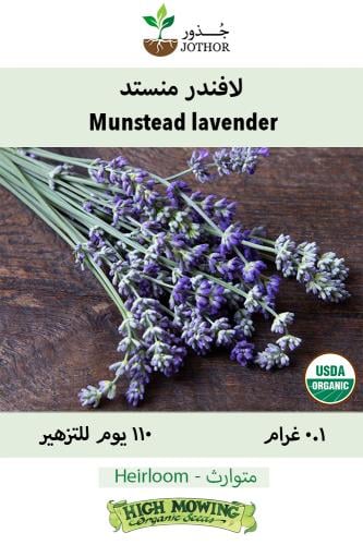 بذور لافندر مونستد - Lavender Munstead Seeds