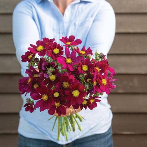 بذور كوسموس التوت - Versailles Tetra Red Cosmos Se...