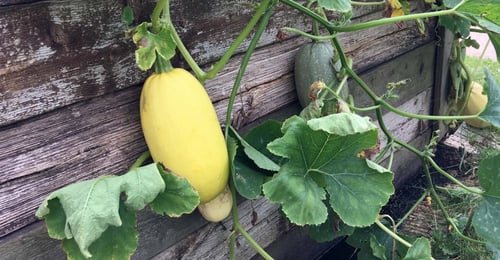 بذور قرع سباغيتي - Spaghetti Squash Seeds