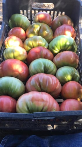 بذور بندورة جبلية لبنانية - Lebanese Mountain Toma...